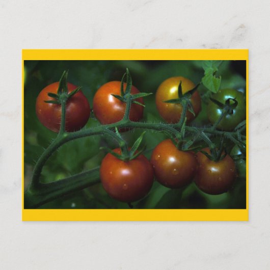Cherry Tomaten Briefkaart (Voorkant)