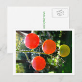 Cherry Tomato Briefkaart (Voorkant / Achterkant)