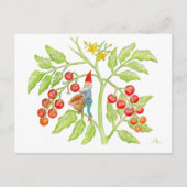 Cherry Tomato Gnome briefkaart (Voorkant)