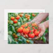 Cherry Tomatoes on Fresh Vines Feestdagenkaart (Voorkant / Achterkant)