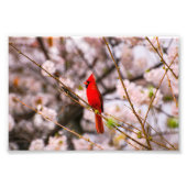Cherry Tree Bird Foto Afdruk (Voorkant)