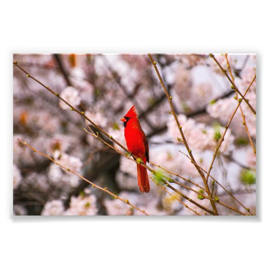 Cherry Tree Bird Foto Afdruk (Voorkant)