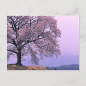Cherry Tree Briefkaart (Voorkant)