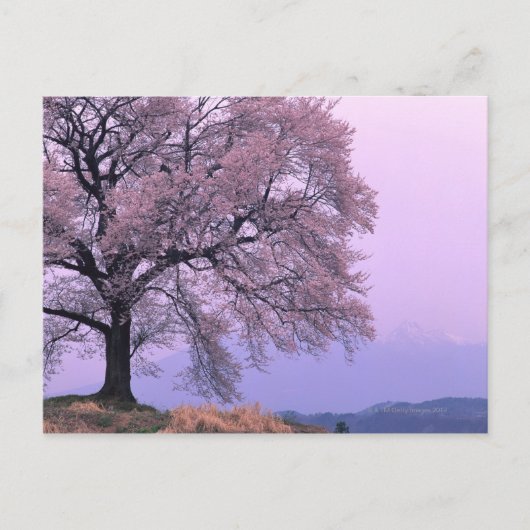Cherry Tree Briefkaart (Voorkant)