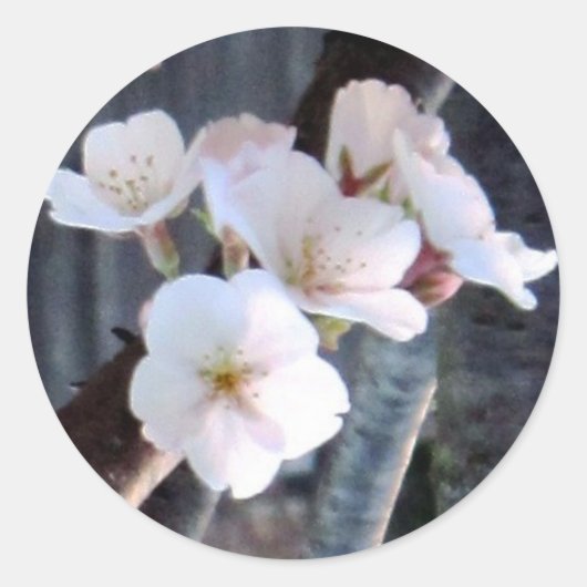 Cherry Tree Flower Ronde Sticker (Voorkant)