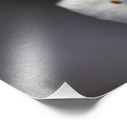 Cherry Tree Foto Afdruk (Hoek)