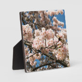 Cherry Tree in Bloom, Oregon Fotoplaat (Voorkant)