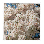Cherry Tree in Bloom, Oregon Tegeltje (Voorkant)