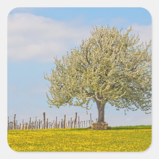 Cherry Tree in Spring Vierkante Sticker (Voorkant)