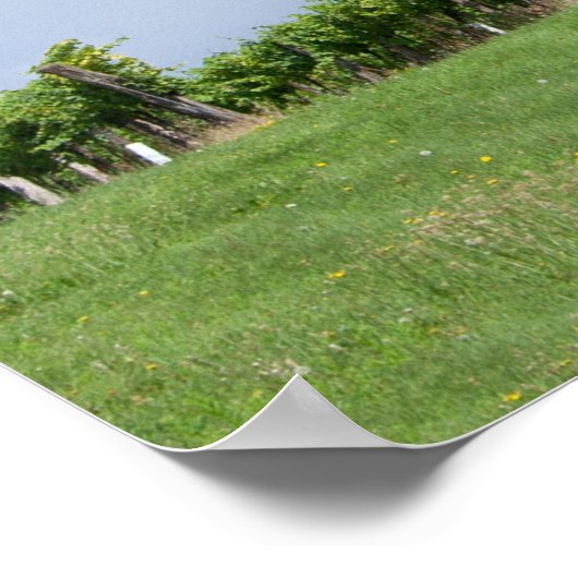 Cherry Tree in Summer Poster (Hoek)