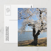 Cherry Tree met witte bloesems Briefkaart (Voorkant / Achterkant)
