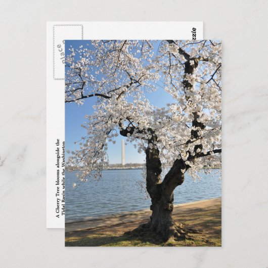 Cherry Tree met witte bloesems Briefkaart (Voorkant / Achterkant)