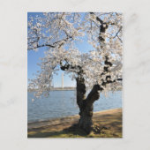 Cherry Tree met witte bloesems Briefkaart (Voorkant)