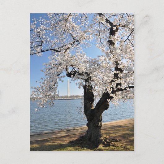 Cherry Tree met witte bloesems Briefkaart (Voorkant)