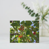 Cherry Tree (Michigan) Briefkaart (Staand voorkant)