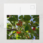 Cherry Tree (Michigan) Briefkaart (Voorkant / Achterkant)