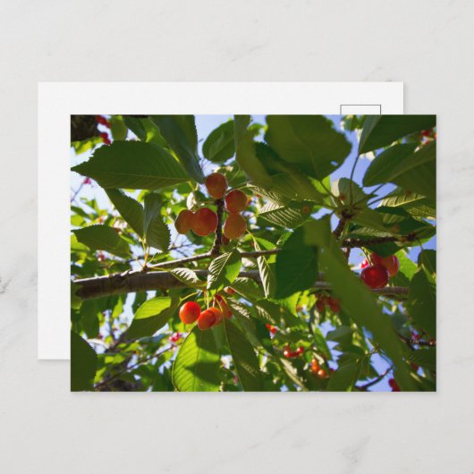 Cherry Tree (Michigan) Briefkaart (Voorkant / Achterkant)