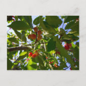 Cherry Tree (Michigan) Briefkaart (Voorkant)