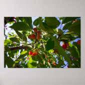 Cherry Tree (Michigan) Poster (Voorkant)