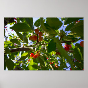 Cherry Tree (Michigan) Poster