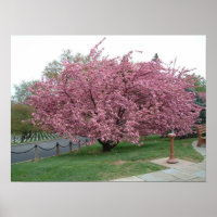 Cherry Tree