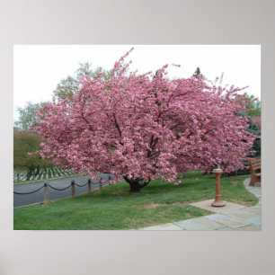 Cherry Tree Poster