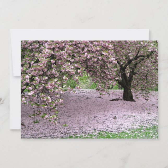 Cherry Trees Blossom Spring in Central Park (Voorkant)