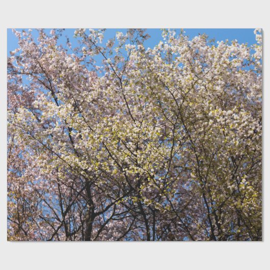 Cherry Trees in voltallige bloei Cadeaupapier (Vlak)