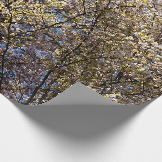 Cherry Trees in voltallige bloei Cadeaupapier (Hoek)