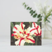 Cherry vanilla. Briefkaart (Staand voorkant)