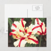 Cherry vanilla. Briefkaart (Voorkant / Achterkant)