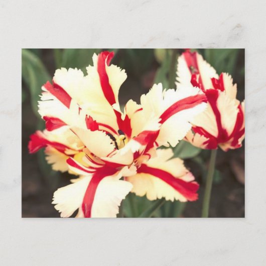 Cherry vanilla. Briefkaart (Voorkant)