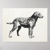 chesapeake bay-opvrager poster (Voorkant)