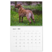 Chesapeake Bay Retriever 2026 Calendar Kalender (Mar 2026)