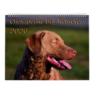 Chesapeake Bay Retriever 2026 Calendar Kalender