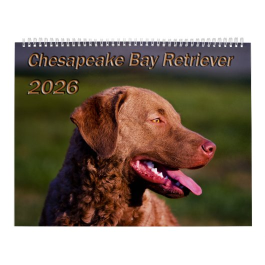 Chesapeake Bay Retriever 2026 Calendar Kalender (Hoes)