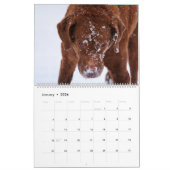 Chesapeake Bay Retriever 2026 Calendar Kalender (Jan 2026)