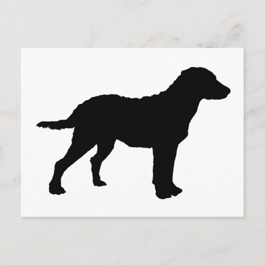 Chesapeake Bay Retriever Briefkaart (Voorkant)