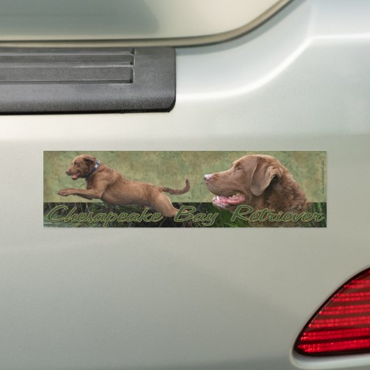Chesapeake Bay Retriever bumpersticker (Op auto)