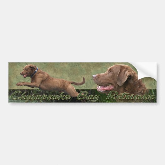 Chesapeake Bay Retriever bumpersticker (Voorkant)