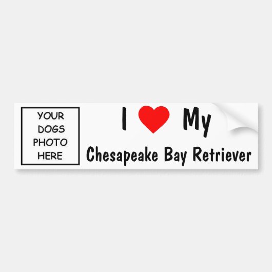 Chesapeake Bay Retriever Bumpersticker (Voorkant)