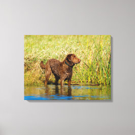 Chesapeake Bay Retriever Hunting Dog Canvas Wrap