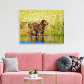 Chesapeake Bay Retriever Hunting Dog Canvas Wrap (Insitu (Woonkamer))