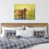 Chesapeake Bay Retriever Hunting Dog Canvas Wrap Afdruk (Insitu (Slaapkamer))