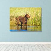 Chesapeake Bay Retriever Hunting Dog Canvas Wrap Afdruk (Insitu (Houten vloer))