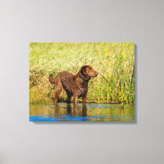 Chesapeake Bay Retriever Hunting Dog Canvas Wrap Afdruk