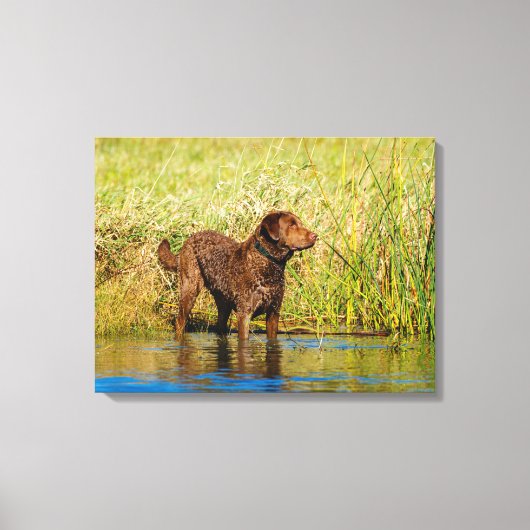 Chesapeake Bay Retriever Hunting Dog Canvas Wrap Afdruk (Voorkant)