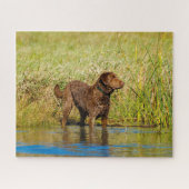 Chesapeake Bay Retriever Hunting Dog Jigzaag Puzzl Legpuzzel (Horizontaal)