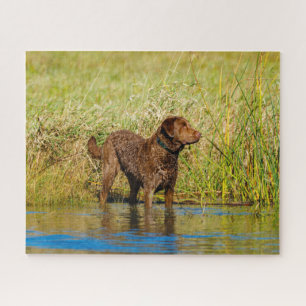 Chesapeake Bay Retriever Hunting Dog Jigzaag Puzzl Legpuzzel