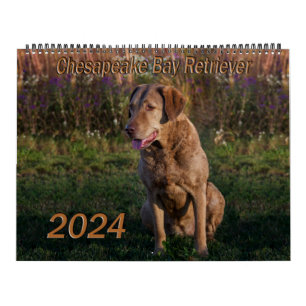 Chesapeake Bay Retriever Kalender 2024